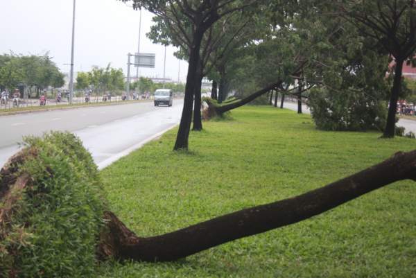 Hàng loạt cây xanh bật gốc sau trận mưa lớn ở Sài Gòn 2