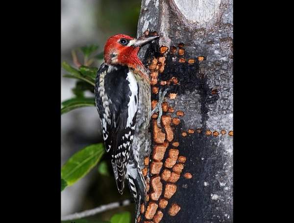 10 bí mật thú vị về loài chim gõ kiến 4