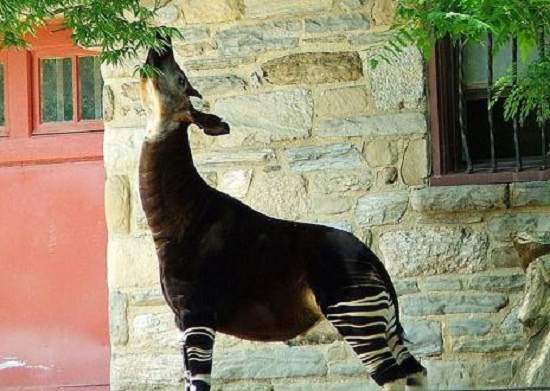 Loài Okapi ẩn hiện 2