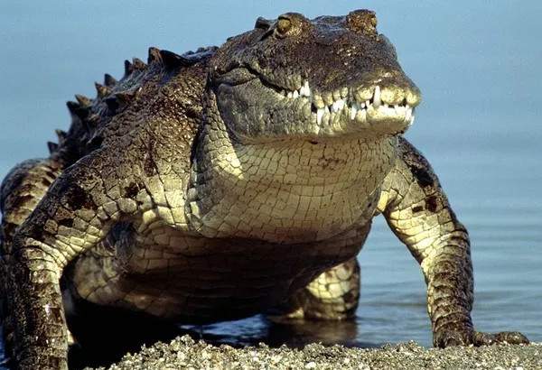 Nghiên cứu chứng minh huyền thoại cá sấu "săn mồi lúc ngủ" là có thực 4