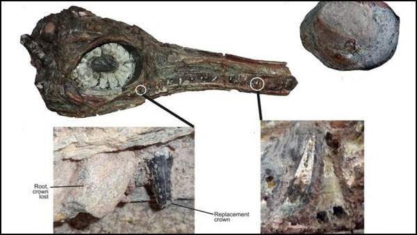 Bất ngờ phát hiện hóa thạch của loài bò sát biển có 4 lỗ mũi 2