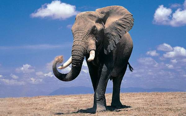Những khám phá cực hay ho về loài voi khổng lồ 5