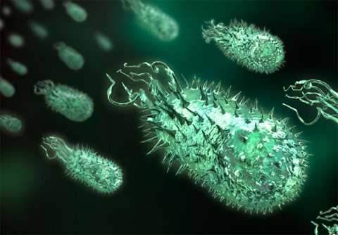 Xâm nhập thế giới vi khuẩn bên trong cơ thể con người 6