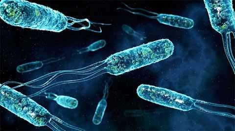 Xâm nhập thế giới vi khuẩn bên trong cơ thể con người 8