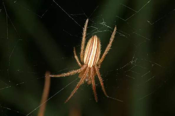 Tìm ra loài nhện "vũ phu" nhất quả đất 2