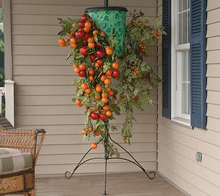 Nhà nhỏ trồng cà chua treo ngược cho trái sai lúc lỉu 21