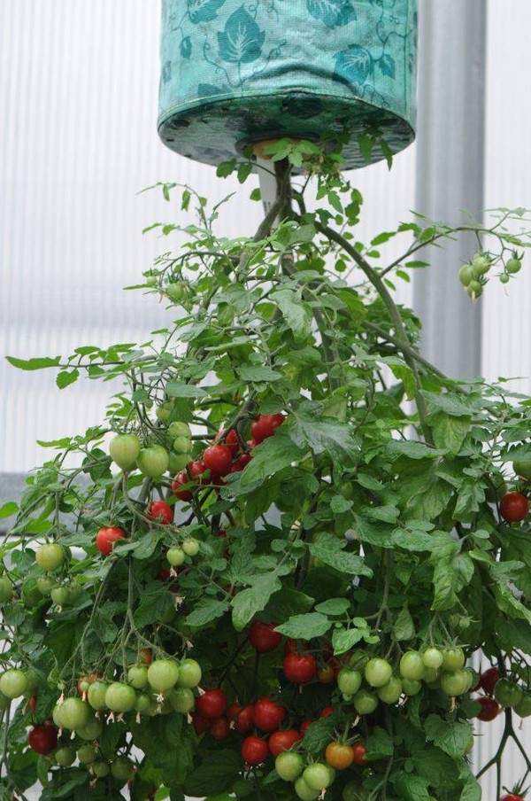 Nhà nhỏ trồng cà chua treo ngược cho trái sai lúc lỉu 18
