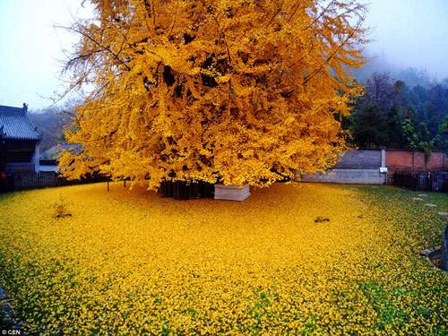 Mùa thu vàng ruộm dưới gốc cây ngân hạnh 1400 tuổi 15