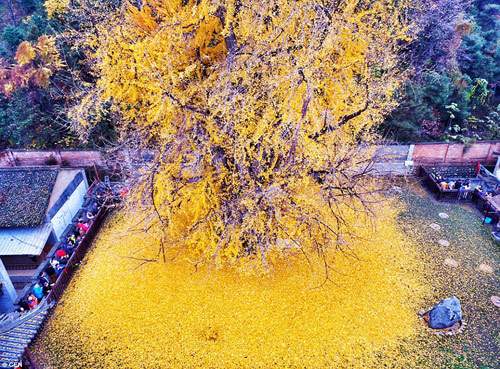 Mùa thu vàng ruộm dưới gốc cây ngân hạnh 1400 tuổi 12