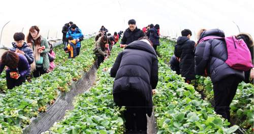 Du học sinh Việt thích thú hái dâu sạch ở Hàn Quốc 6
