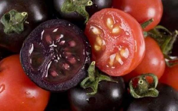 Cận cảnh màu sắc kì lạ của “siêu thực phẩm” cà chua đen 21