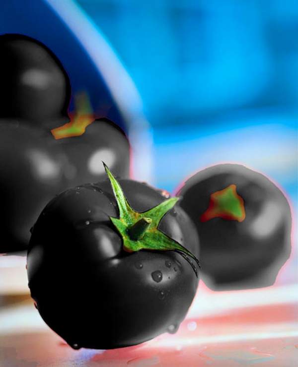 Cận cảnh màu sắc kì lạ của “siêu thực phẩm” cà chua đen 9