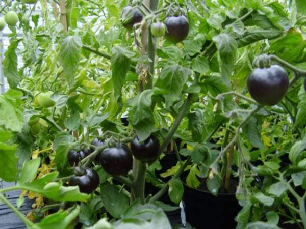 Cận cảnh màu sắc kì lạ của “siêu thực phẩm” cà chua đen 15