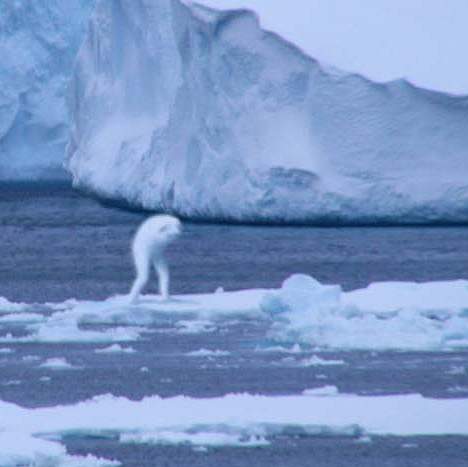 Quái vật cao 30 mét hình dạng giống người ở Nam Cực 2