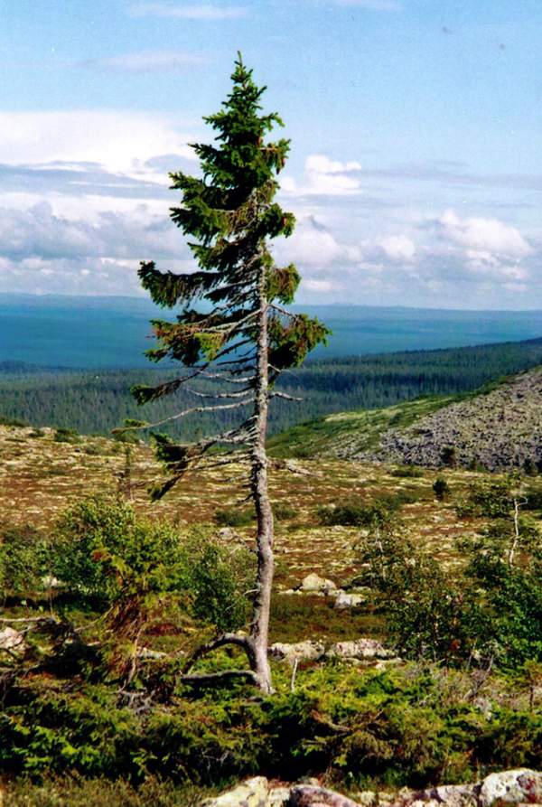 Tìm thấy cây lâu đời nhất thế giới - 9500 tuổi 3