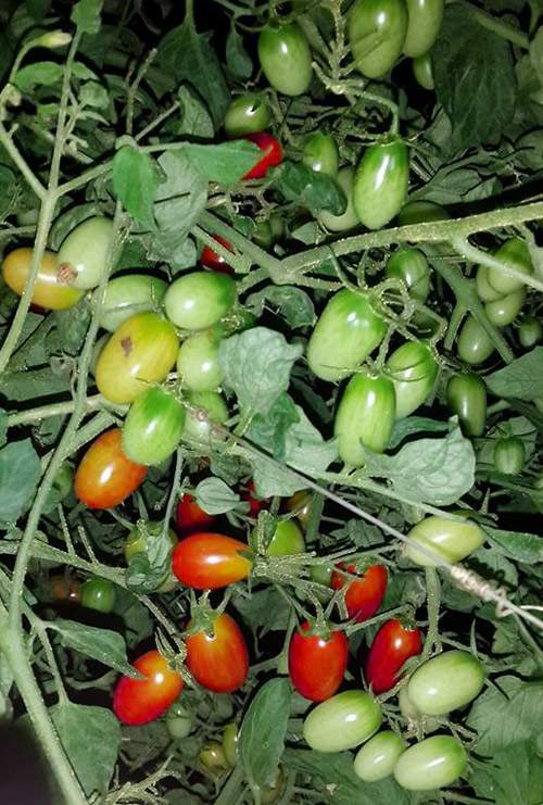 Học mẹ trẻ Hà Nội luyện bí kíp trồng cà chua trĩu cây 6