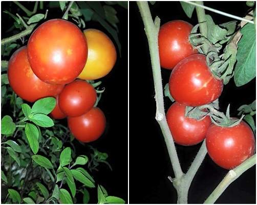 Học mẹ trẻ Hà Nội luyện bí kíp trồng cà chua trĩu cây 9