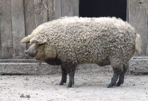 5 loài vật có bộ lông "độc" nhất thế giới 3