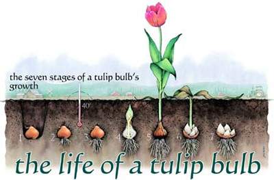 Chị em công sở rộn ràng mua củ giống Tulip, Tiên Ông 9