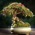 Dân sành chơi đua nhau săn quất bonsai rồng phượng 43