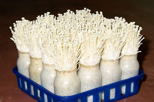 Tự trồng nấm kim châm sạch tại nhà ăn giải ngán ngày Tết 6