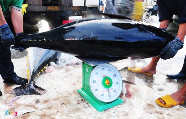 Ngư dân trúng đậm mẻ cá ngừ đại dương 6
