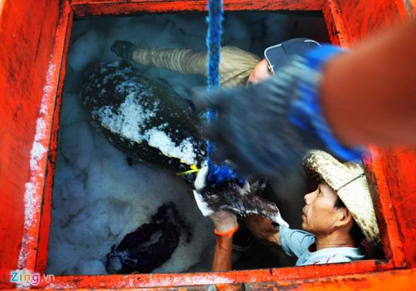 Ngư dân trúng đậm mẻ cá ngừ đại dương 2