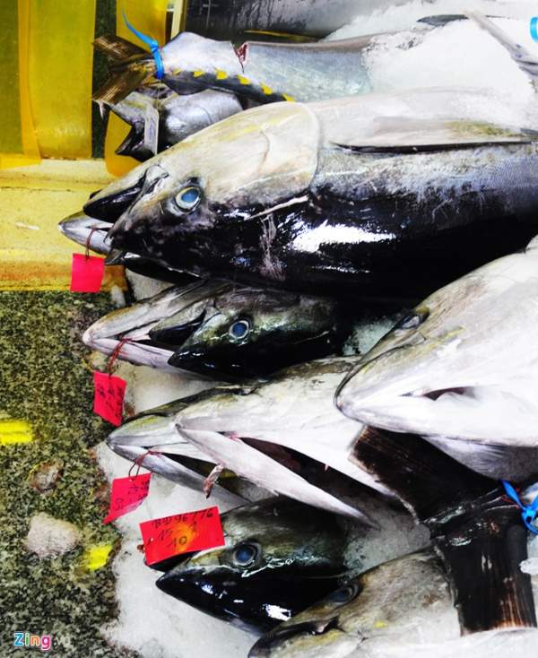 Ngư dân trúng đậm mẻ cá ngừ đại dương 9