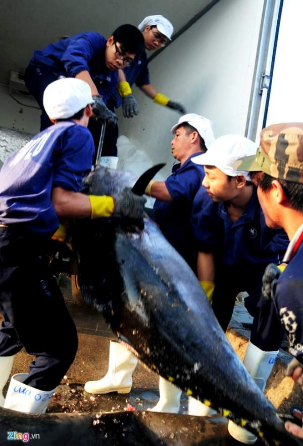 Ngư dân trúng đậm mẻ cá ngừ đại dương 5