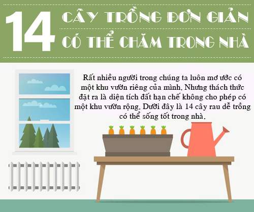 14 loại rau, củ, quả lý tưởng trồng trong nhà 3