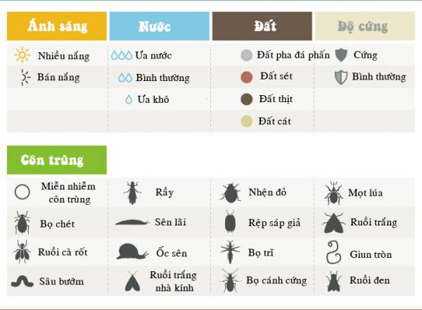 14 loại rau, củ, quả lý tưởng trồng trong nhà 6