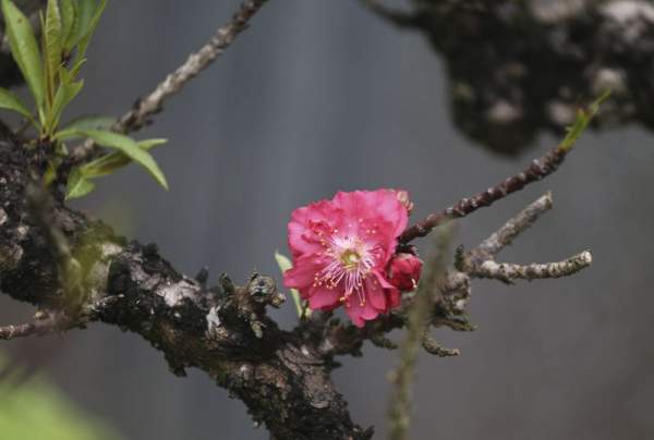 Sửng sốt loại đào "ở lô cốt, nằm điều hòa" trên đất Hà thành 36