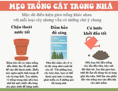 14 loại rau, củ, quả lý tưởng trồng trong nhà 21