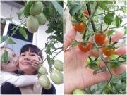 Mẹ 3 con trồng cà chua đen trĩu vườn sân thượng 48