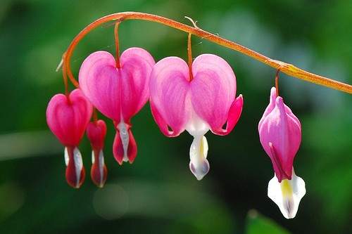 10 loài hoa đẹp mà kì lạ nhất thế giới 3