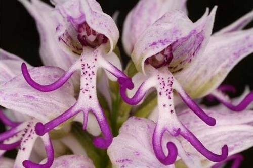 10 loài hoa đẹp mà kì lạ nhất thế giới 21