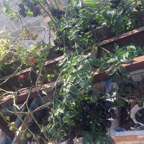 Mẹ 3 con trồng cà chua đen trĩu vườn sân thượng 12