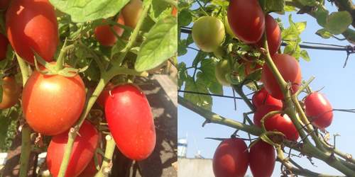 Mẹ 3 con trồng cà chua đen trĩu vườn sân thượng 24