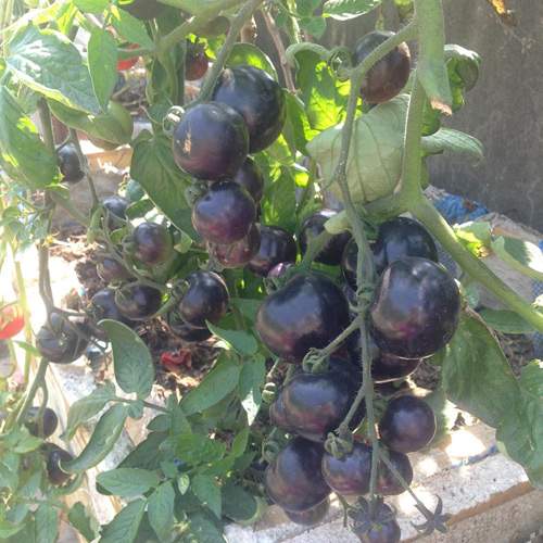 Mẹ 3 con trồng cà chua đen trĩu vườn sân thượng 15