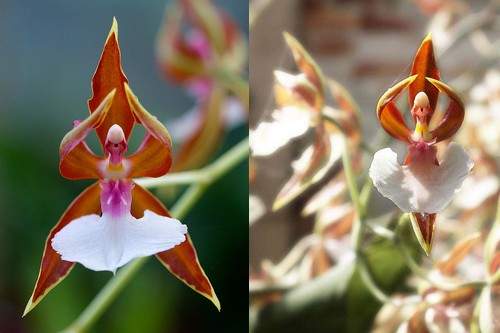 10 loài hoa đẹp mà kì lạ nhất thế giới 9