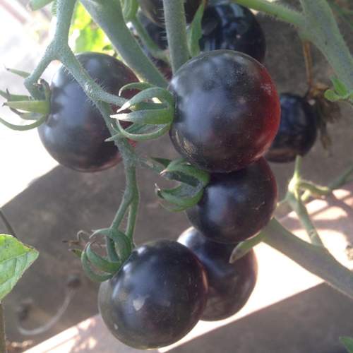 Mẹ 3 con trồng cà chua đen trĩu vườn sân thượng 18