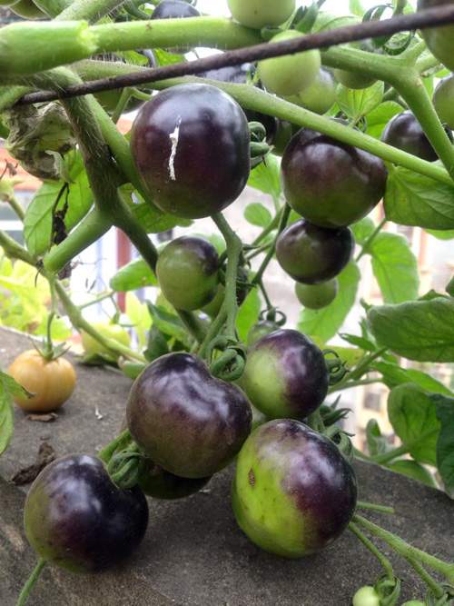 Mẹ 3 con trồng cà chua đen trĩu vườn sân thượng 21