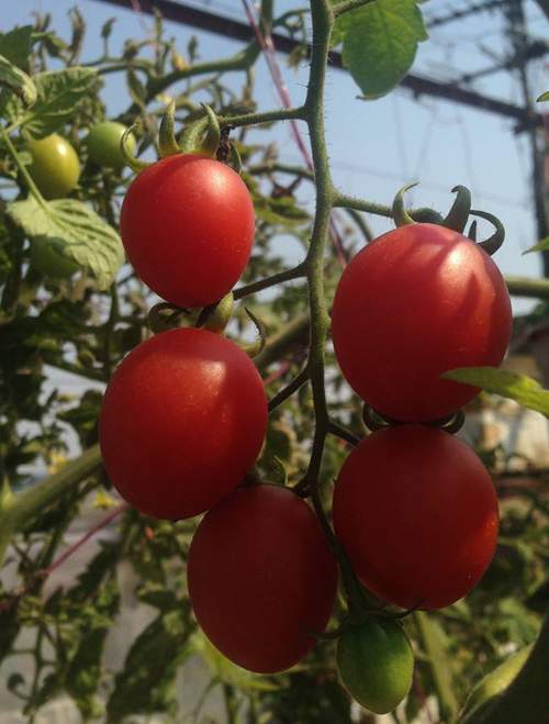 Mẹ 3 con trồng cà chua đen trĩu vườn sân thượng 27