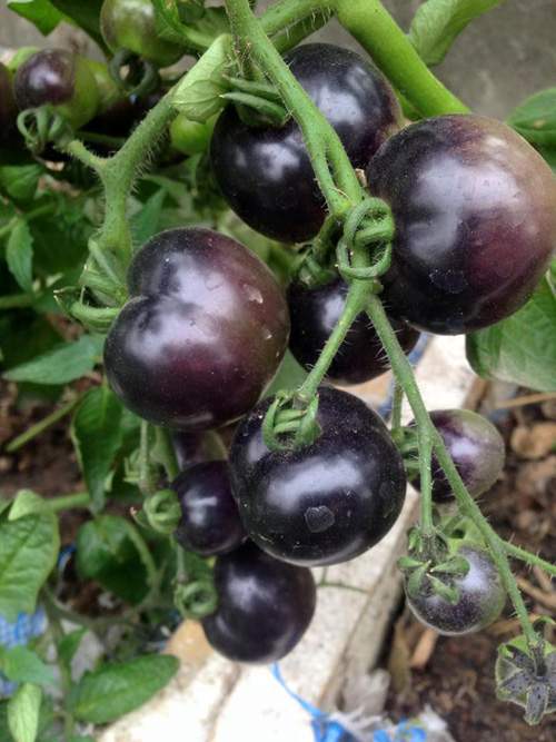Mẹ 3 con trồng cà chua đen trĩu vườn sân thượng 6