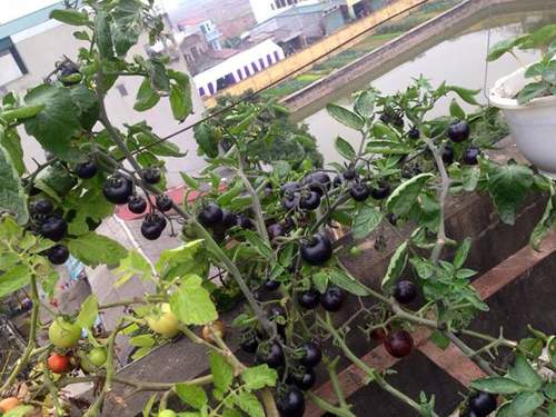 Mẹ 3 con trồng cà chua đen trĩu vườn sân thượng 9