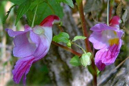 10 loài hoa đẹp mà kì lạ nhất thế giới 6