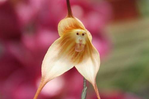 10 loài hoa đẹp mà kì lạ nhất thế giới 24