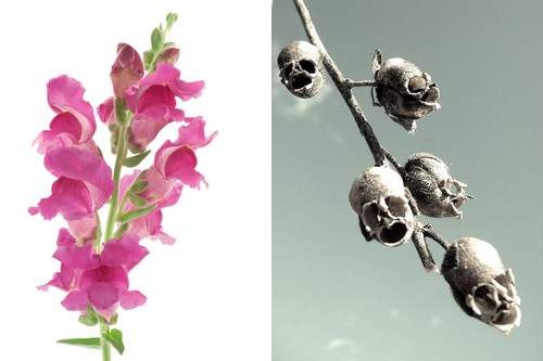 10 loài hoa đẹp mà kì lạ nhất thế giới 15