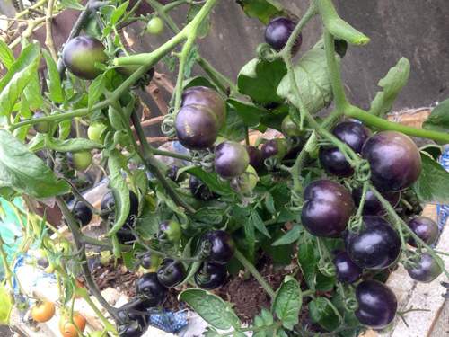 Mẹ 3 con trồng cà chua đen trĩu vườn sân thượng 3