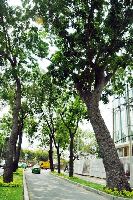 Sắp "khai tử" hàng cây sọ khỉ cổ thụ ở trung tâm Sài Gòn 4